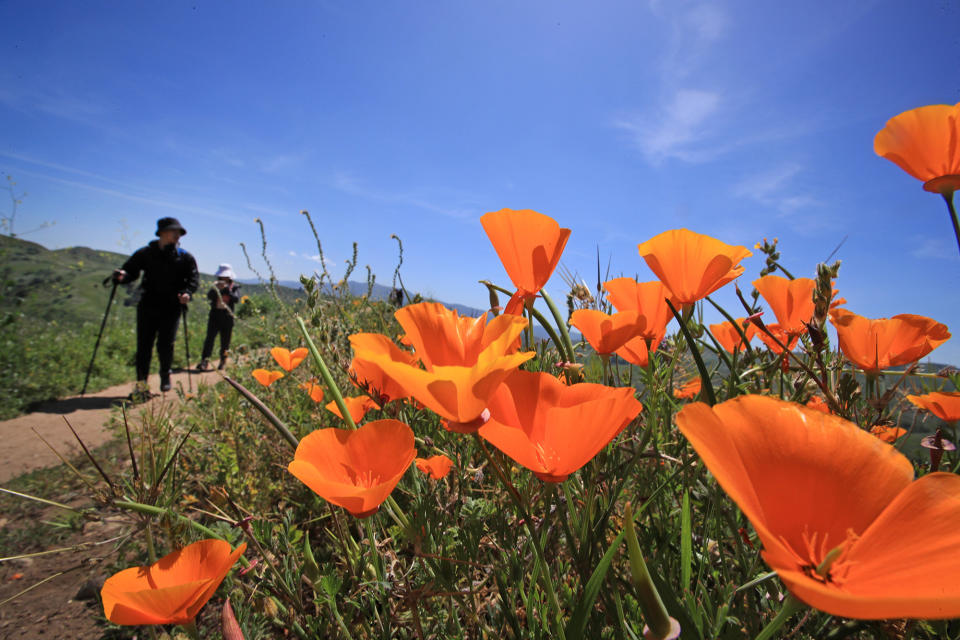 Chino Hills State Park on April 8, 2023