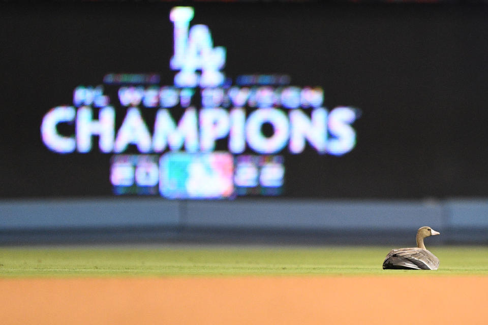 LOS ANGELES, CA - OCTOBER 12: A goose flies on the field during the NLDS Game 2 between the San Diego Padres and the Los Angeles Dodgers on October 12, 2022 at Dodger Stadium in Los Angeles, CA. (Photo by Brian Rothmuller/Icon Sportswire via Getty Images)