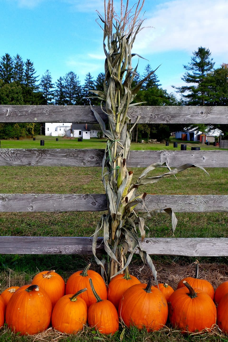 <p>Starting on September 19, families can head to Sunbury, Ohio's <a href="http://www.hiddencreekfarms.com/" rel="nofollow noopener" target="_blank" data-ylk="slk:Hidden Creek Farm's;elm:context_link;itc:0;sec:content-canvas" class="link ">Hidden Creek Farm's</a> annual Fall Festival for hayrides, pony rides, pumpkin picking, pumpkin decorating, and more kid-friendly activities. You can even win a free pumpkin while you're there by making an impressive shot with their corn cannon.</p><p><a class="link " href="https://go.redirectingat.com?id=74968X1596630&url=https%3A%2F%2Fwww.tripadvisor.com%2FAttractions-g51027-Activities-Sunbury_Ohio.html&sref=https%3A%2F%2Fwww.countryliving.com%2Flife%2Ftravel%2Fg21273436%2Fpumpkin-farms-near-me%2F" rel="nofollow noopener" target="_blank" data-ylk="slk:PLAN YOUR TRIP;elm:context_link;itc:0;sec:content-canvas">PLAN YOUR TRIP</a></p>