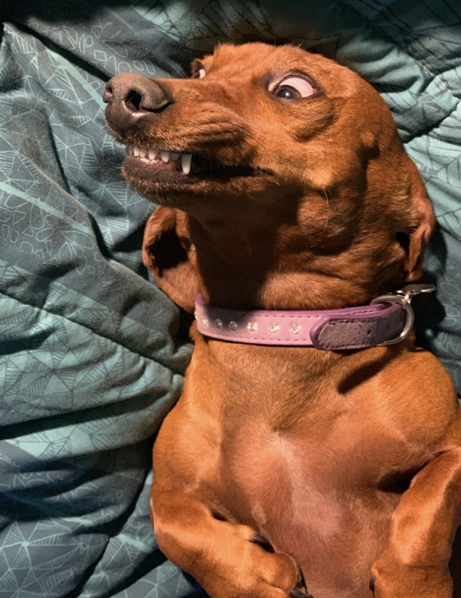 A dog lying on its back, looking up with its eyes wide and teeth showing