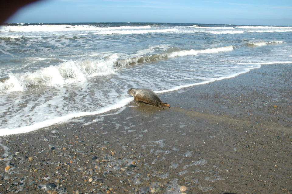 Rescued seal pup Shadow enters home waters. Vancouver Aquarium photo