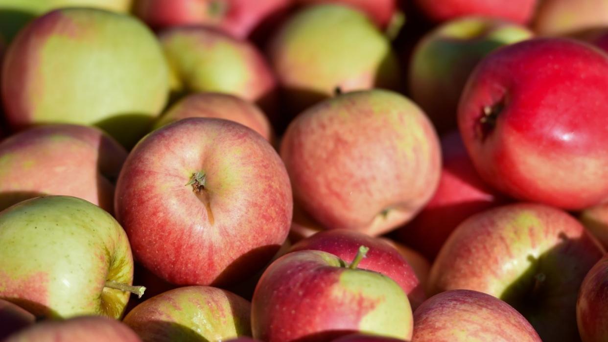 Bio-Apfel beherbergen im Vergleich zu konventionellen deutlich vielfältigere Bakteriengemeinschaften. Symbolbild: Patrick Pleul