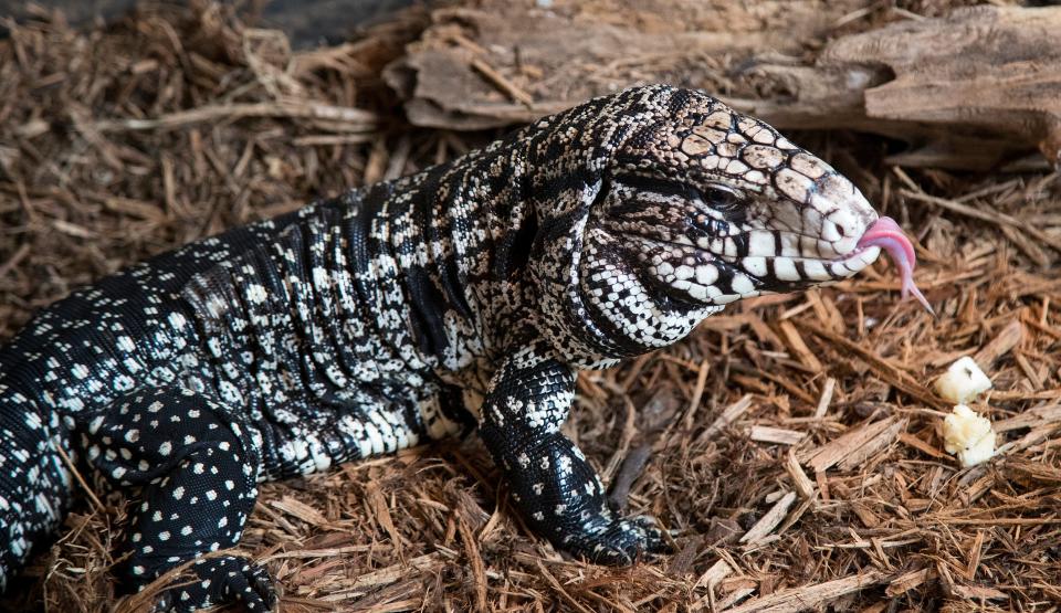 An Argentine black and white tegu feeds on a banana while in captivity. These large lizards are popular pets and have become established breeders in parts of Florida, competing with and even preying on native species.