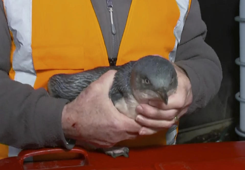 In this July 15, 2019, image made off from a video, a man holds penguin near a sushi shop in Wellington, New Zealand. A pair of "vagrant" blue penguins have been forcibly removed after waddling into a New Zealand sushi shop and refusing to leave. (TVNZ via AP)