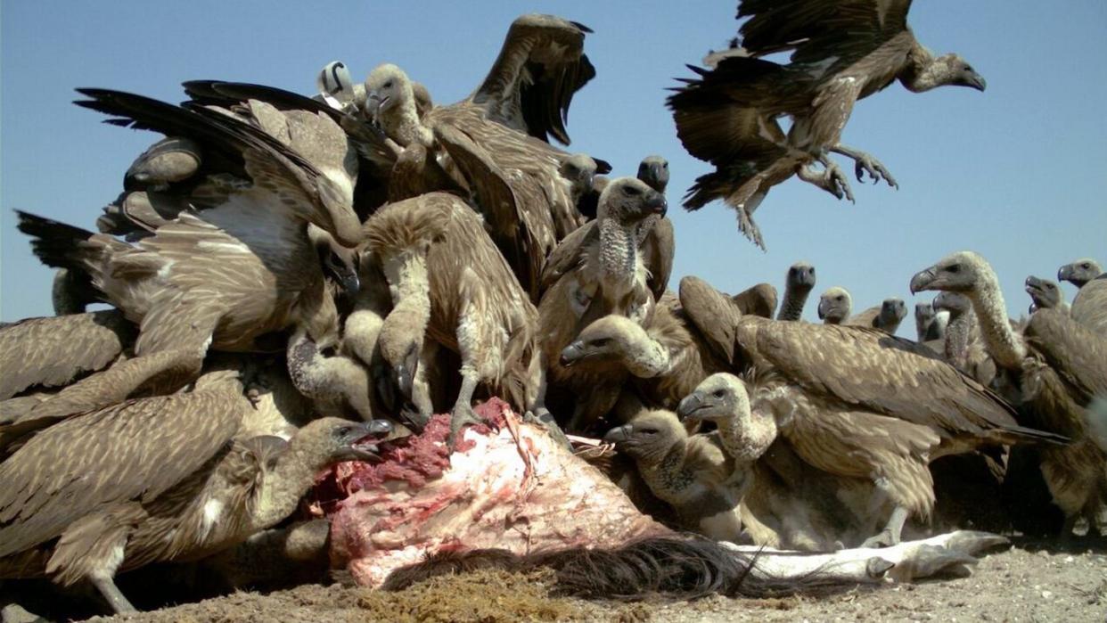 Geier beim Fressen. Mit Blei angereicherte Munition von Jägern gefährdet den Bestand an Weißrückengeiern. Foto: Raptors Botswana