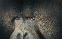 Rajang, a resident orangutan of the Colchester Zoo in Essex, U.K., was originally bred for re-introduction into the wild. However, keepers later discovered his parents were of different species, making him unviable for release into the wild. <a href="http://www.timflach.com/" rel="nofollow noopener" target="_blank" data-ylk="slk:(Photo by Tim Flach);elm:context_link;itc:0;sec:content-canvas" class="link ">(Photo by Tim Flach)</a>