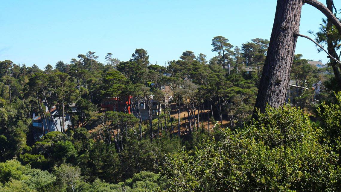 Cambria is surrounded on nearly every side by Monterey pine trees, oak forests and riparian habitats. Cal Fire and San Luis Obispo County Community Fire Safe Council officials say the town is at risk of a devastating wildfire if the forest is left unmanaged.