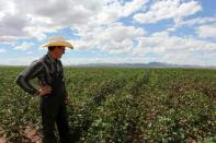 For some Mennonites, electricity is allowed and can help with irrigating the fields -- no small task in the Chihuahuan desert