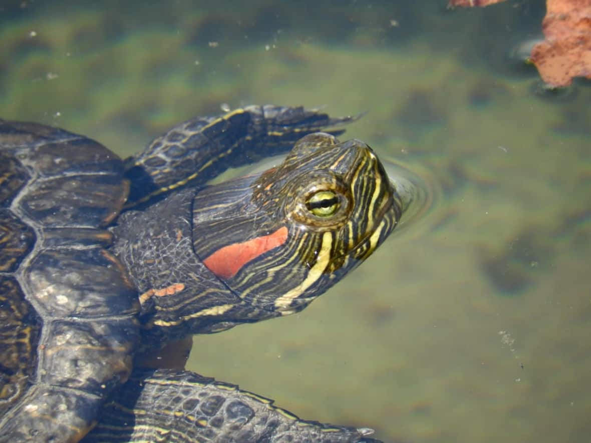 Invasive red-eared slider turtles are proliferating in Canadian ponds. The turtles were commonly sold as pets and start about the size of a toonie, but grow to the size of a dinner plate and live up to 50 years in captivity. (James Harding - image credit)