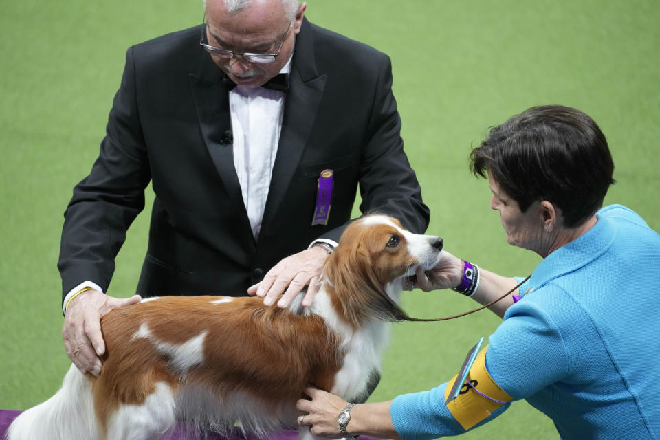 Gitta, a Nederlandse kooikerhondje, competes in the sporting group competition during the 147th Westminster Kennel Club Dog show, Tuesday, May 9, 2023, at the USTA Billie Jean King National Tennis Center in New York. (AP Photo/Mary Altaffer)