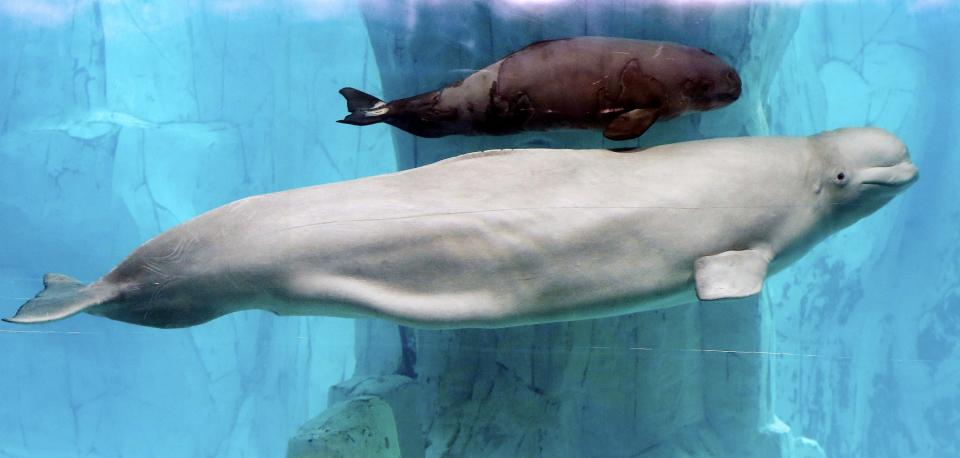 Beluga whale born