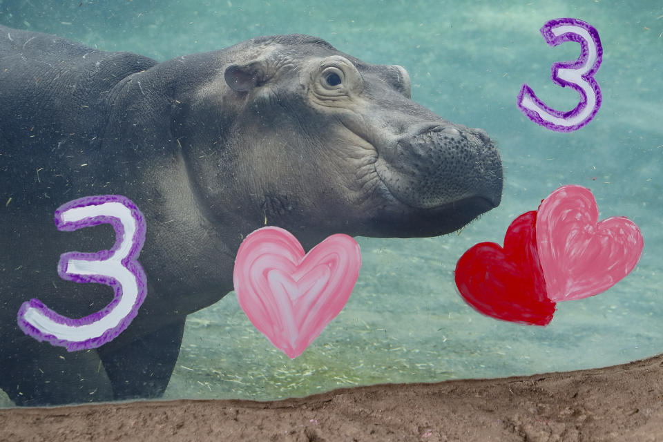 Fiona, a Nile Hippopotamus, swims after eating her specialty birthday cake to celebrate turning three-years old this Friday, in her enclosure at the Cincinnati Zoo & Botanical Garden, Thursday, Jan. 23, 2020, in Cincinnati. The Cincinnati Zoo is using the third birthday of its beloved premature hippo as a way to raise money for Australian wildlife affected by the recent bushfires. Instead of sending birthday gifts, the zoo is asking people to buy T-shirts that will directly benefit the Bushfire Emergency Wildlife Fund. (AP Photo/John Minchillo)