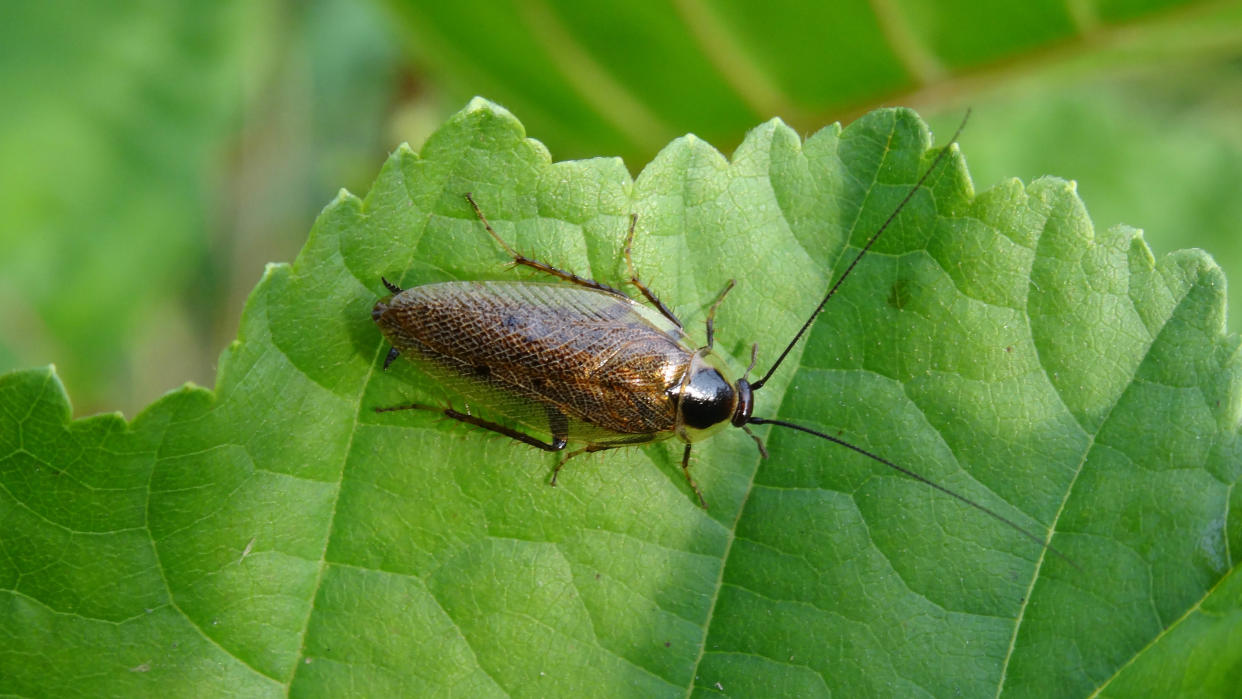  A cockroach on a leaf 