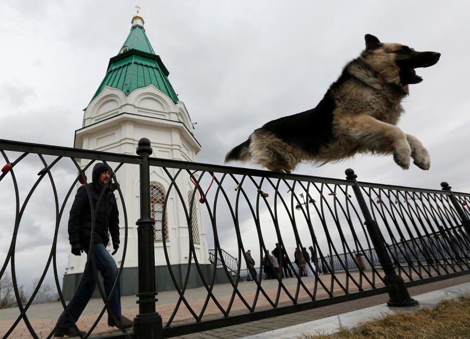 A trainer looks at a German Shepherd jumping over a fence in Krasnoyarsk