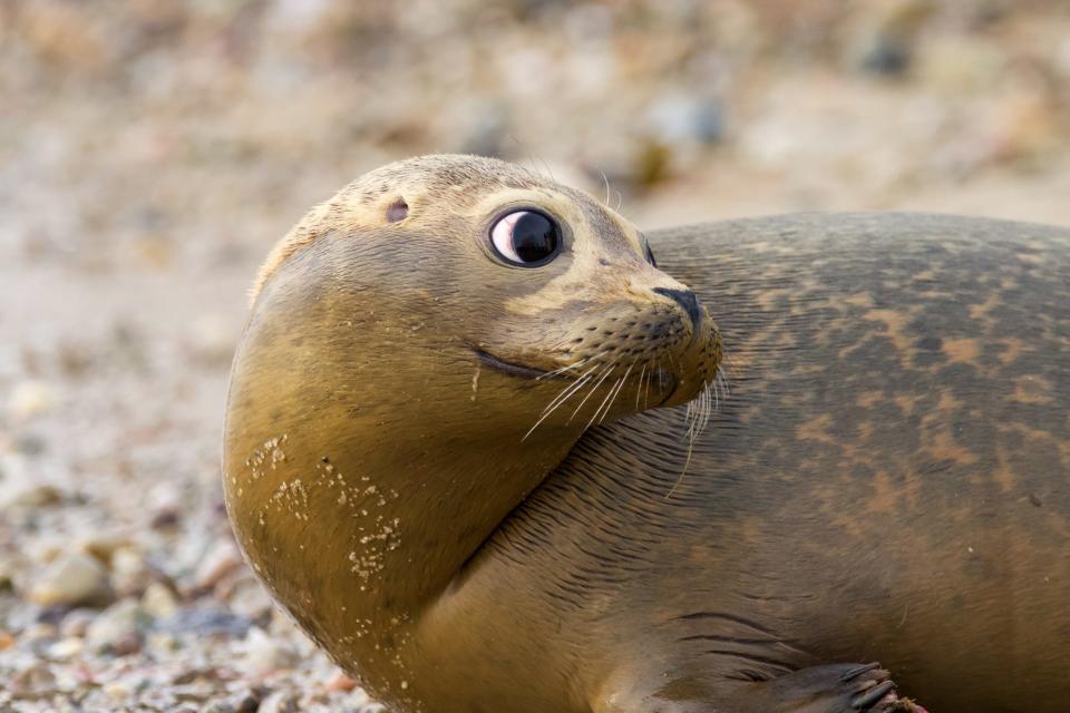 Sam Eagle, the young harbor seal rescued in November by the Marine Mammal Rescue team, was released back to the water Tuesday at a beach in Plymouth, Massachusetts.