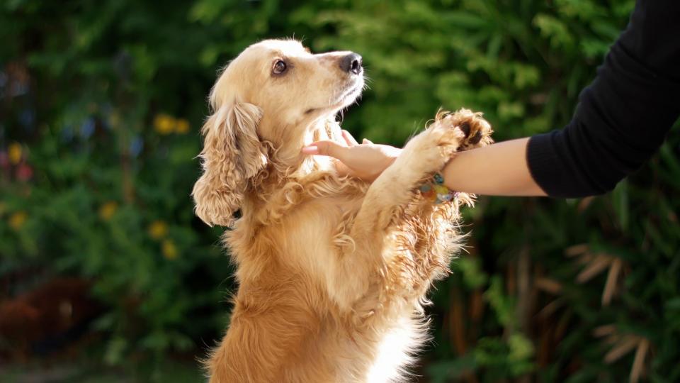 Cocker spaniel