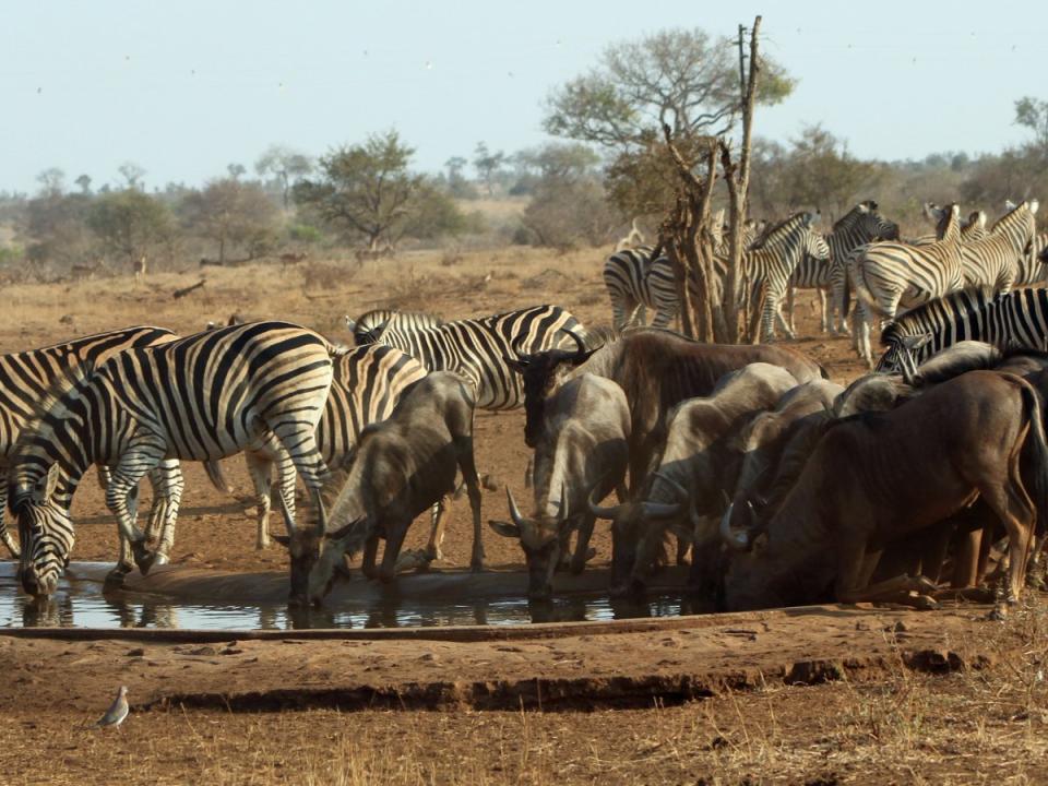 watering hole in Kruger National Park, South Africa