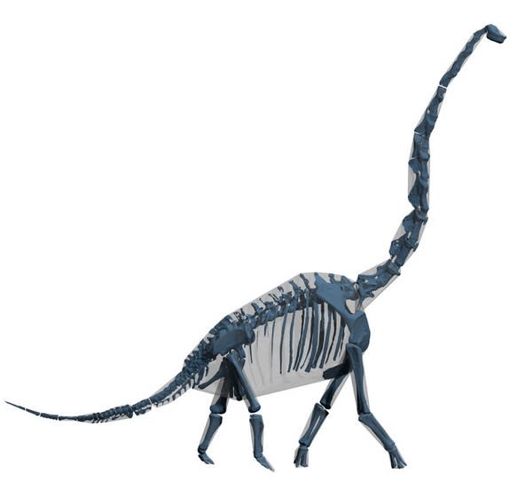 Computer "skin and bones" model of Brachiosaurus. In analysis of computer models of modern mammals, they are about 20 percent smaller than the animals in real life.