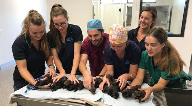 West Coast Veterinary Clinic delivered a record litter of 18 pups. Source: West Coast Veterinary Clinic/Facebook