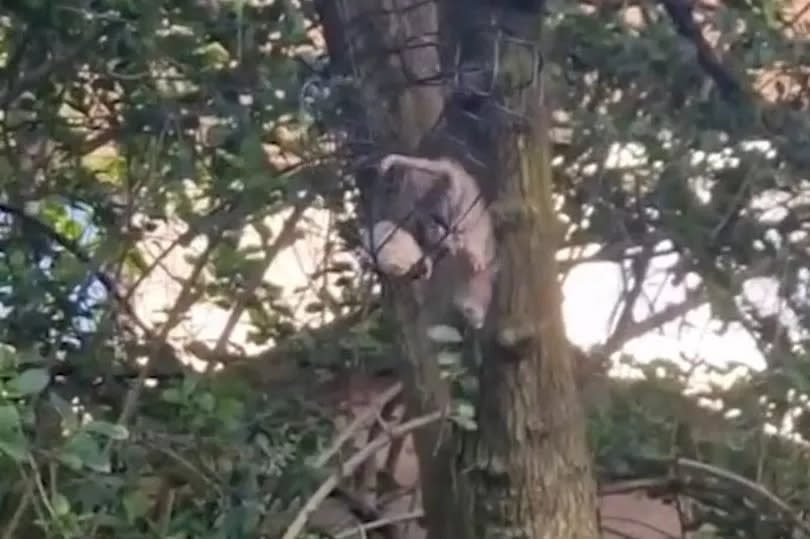 A giant rat was spotted in a back garden in Pollok.