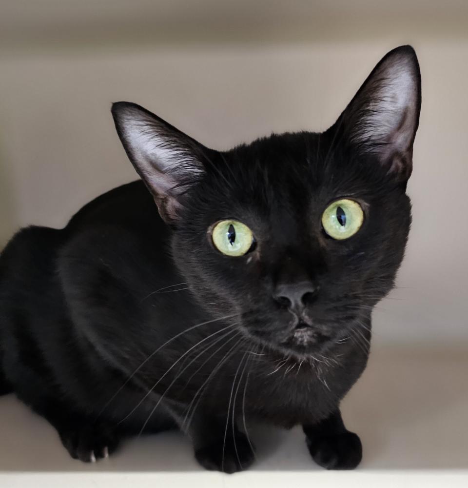 Baklava was found as a stray with five little babies. She’s been at the SPCA since May, a little longer than most, and it’s probably because of her shyness, which makes her hide. If you give her patience and drop down to her level, it reduce her anxiety.