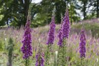 <p>These tall, elegant plants are not just great at attracting bees – they contain a large amount of nerve toxins which are repellant to slugs. They are also good at breaking up a border which may have become the perfect habitat for slugs – moist, low and shady. Foxgloves bring light, height and structure. </p><p><a class="link " href="https://www.amazon.co.uk/PERENNIAL-FLOWER-DIGITALIS-FOXGLOVE-COLORS/dp/B00AFX1BSM/ref=sr_1_1?ie=UTF8&qid=1529662961&sr=8-1&keywords=foxgloves&tag=hearstuk-yahoo-21&ascsubtag=%5Bartid%7C2060.g.22065624%5Bsrc%7Cyahoo-uk" rel="nofollow noopener" target="_blank" data-ylk="slk:BUY NOW;elm:context_link;itc:0;sec:content-canvas">BUY NOW</a></p>