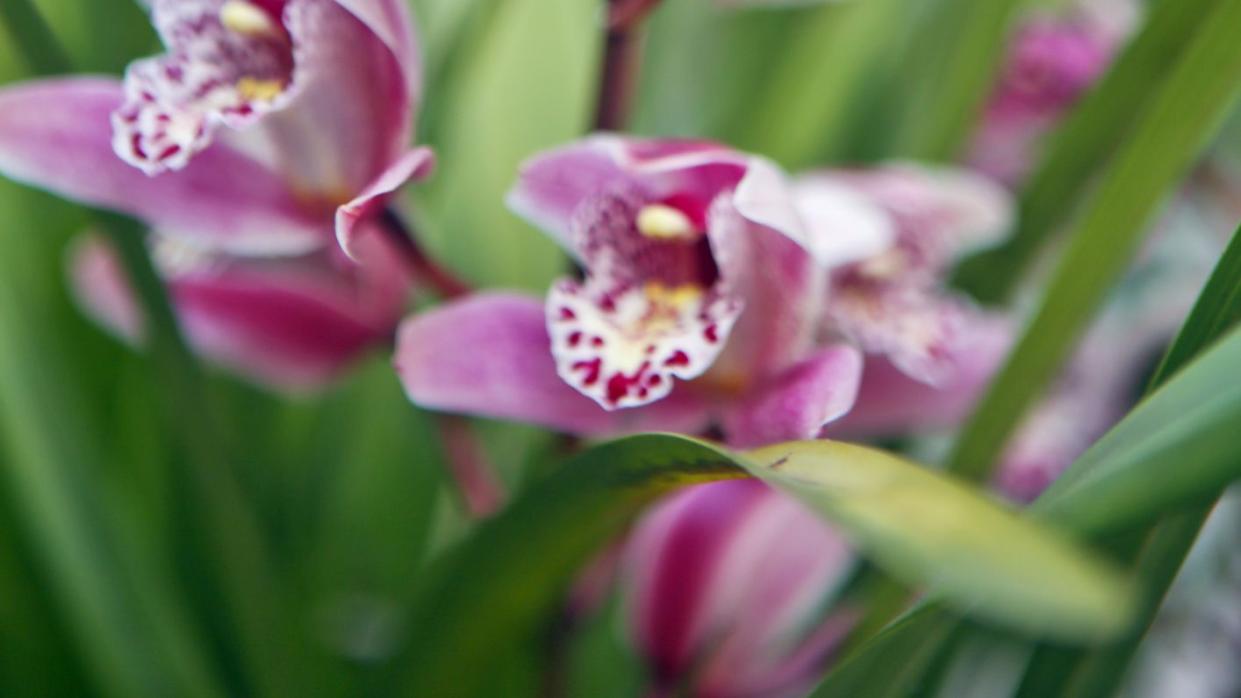 pink purple cymbidium boat orchids