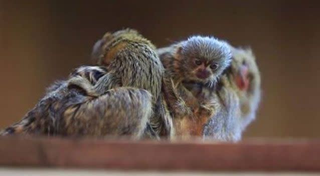 The pygmy marmosey monkeys. Source: 7News