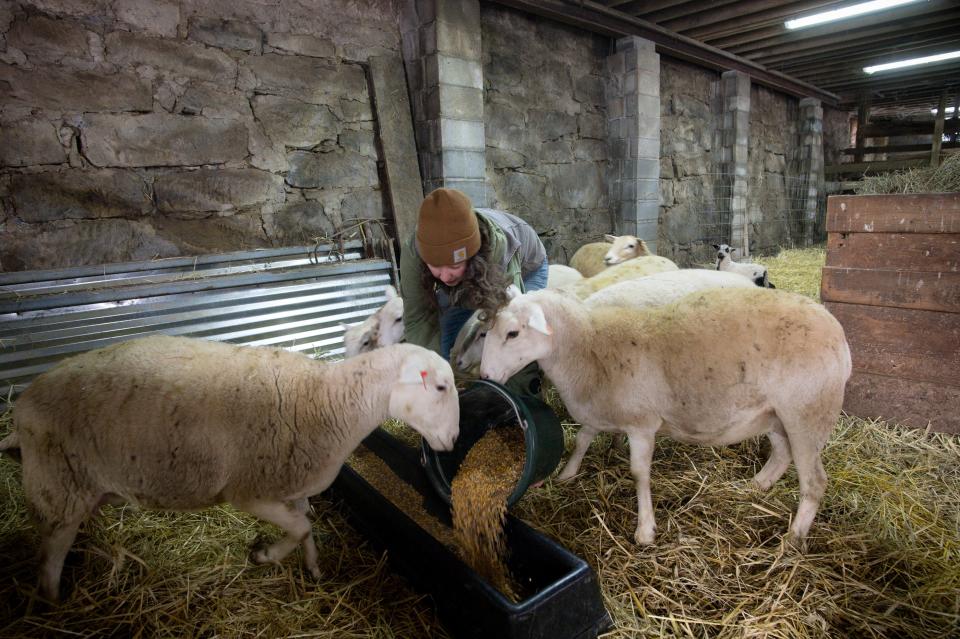 Rachel Wagoner feeds grain to her sheep at her family's farm in Darlington, Pa., on Jan. 18, 2024.