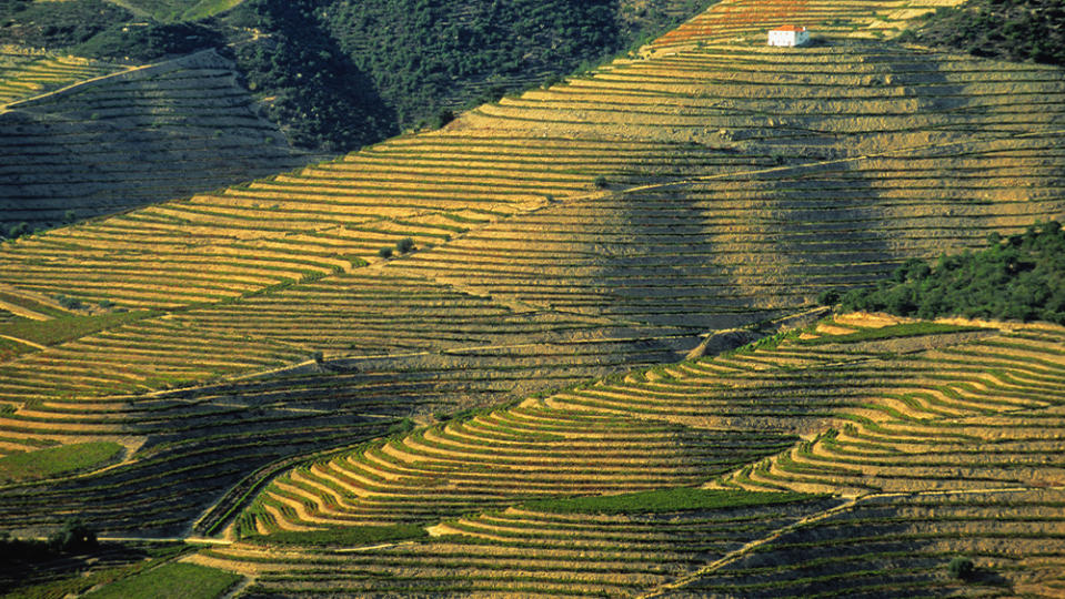 Portugal, Douro Valley, lone house and terraced vineyards