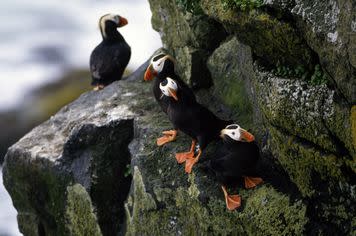 Tufted puffins like these little guys are dying of starvation in great numbers in the Bering Sea.