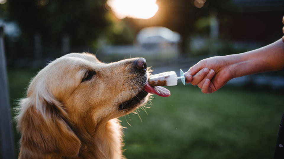 labradror retriever licking ice lolly