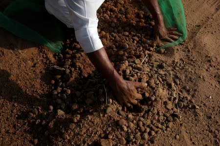 A camel herder collects feces at a farm in Adhen Village