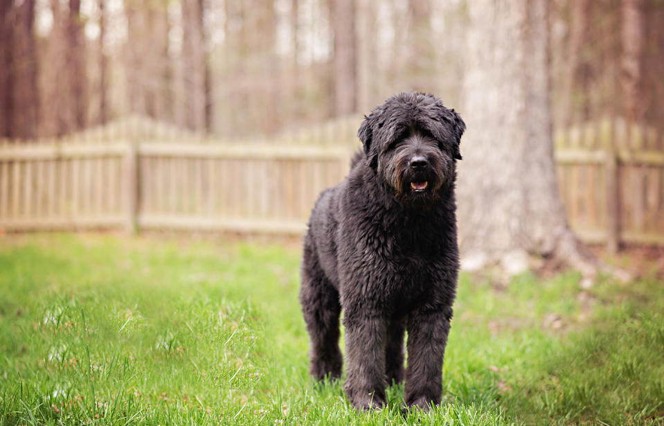 Leaving pets outside in the blistering sun can have catastrophic consequences, animal experts have warned. Source: Getty Images