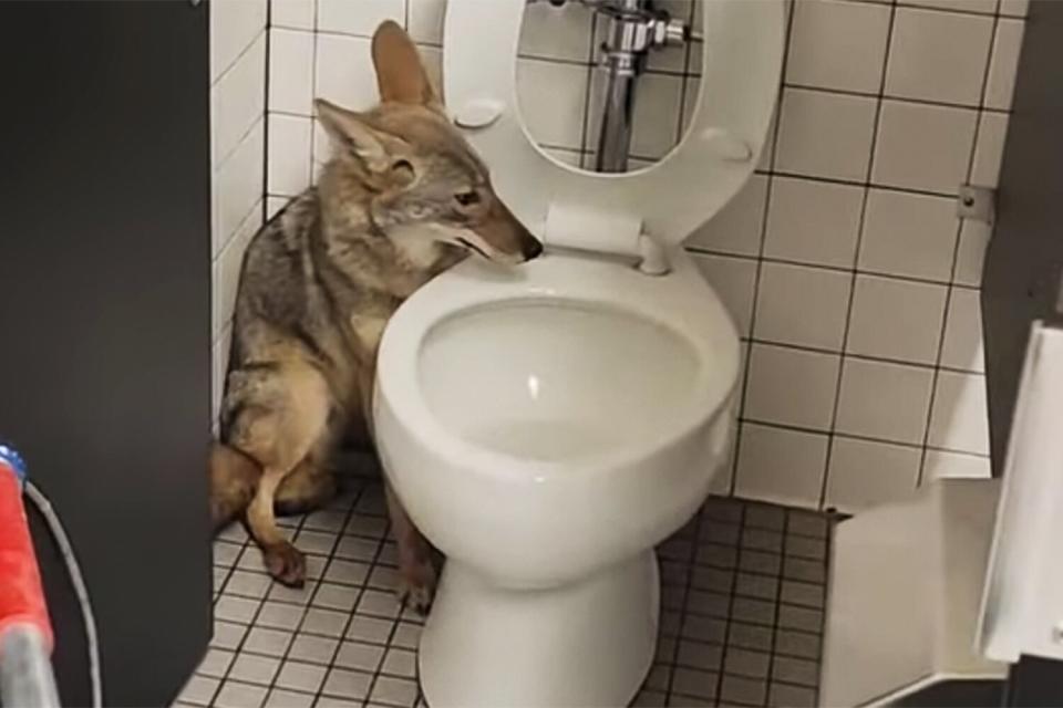 Coyote in school bathroom