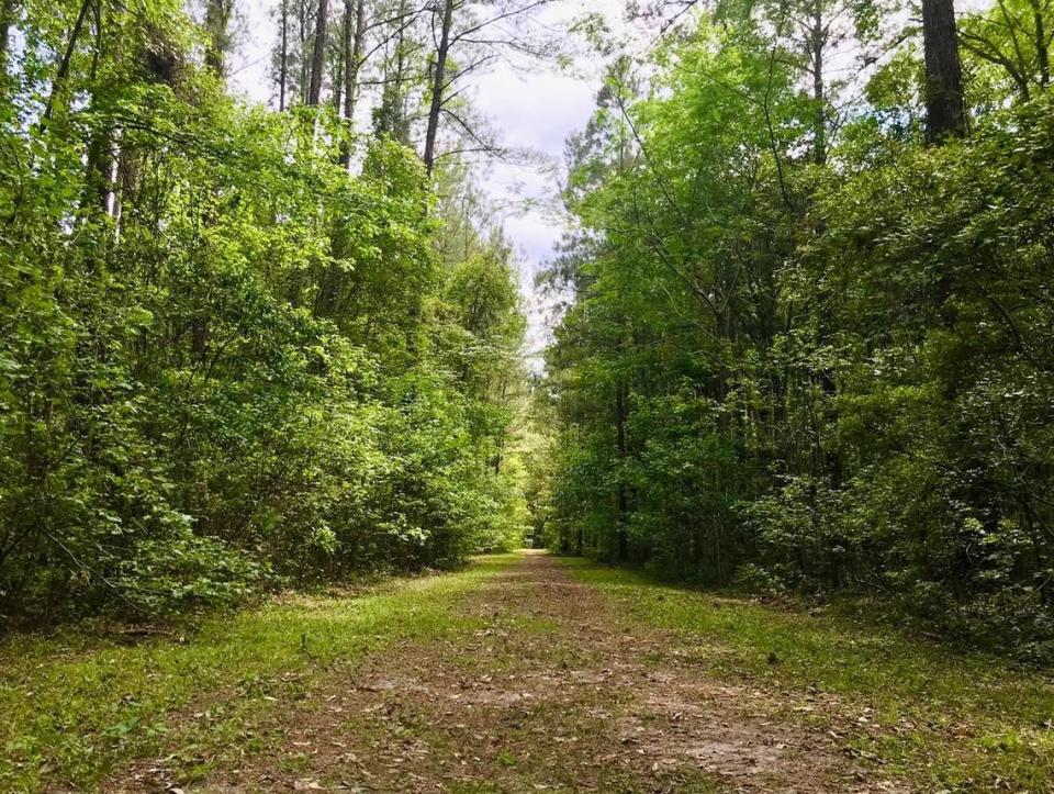 Blue Sky Preserve is 641-acres of of forests and wetlands once owned by timber companies and now part of the Chatham County Parks & Recreation system. It preserves 570 acres of wetlands and has approximately 1.5 miles of easy to moderate hiking trails. 