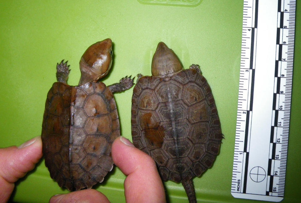 FILE - This file photo provided by the U.S attorney's office in Los Angeles shows turtles that were confiscated Friday, Jan. 7, 2011, at Los Angeles International Airport. Two men, Atsushi Yamagami and Norihide Ushirozako both of Osaka, Japan, were arrested in January 2011 for allegedly smuggling more than 50 live turtles and tortoises into the United States. Yamagami was sentenced Monday, April 30,2012 to 21 months in prison and ordered to pay about $18,000 in fines. (AP Photo/US Attorney's Office, File)