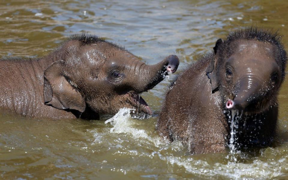 Elephants have been under threat from habitat changes and poachers  (PA Archive)