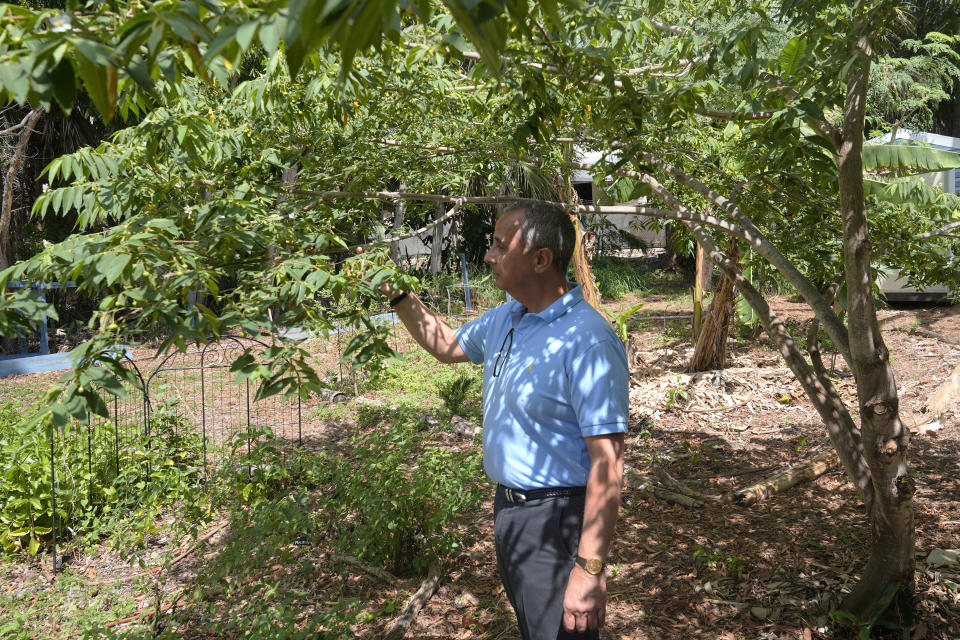 Rob Rainieri, CEO of House of Hope checks a fruit tree on a small plot were tropical fruits and plants are grown Tuesday, May 21, 2024, in Stuart, Fla. House of Hope provides food, clothing and services to Martin county residents in need. They grow much of the fresh vegetables their offer in their pantry and provide nutritious prepared food for those that are homeless. (AP Photo/Marta Lavandier)