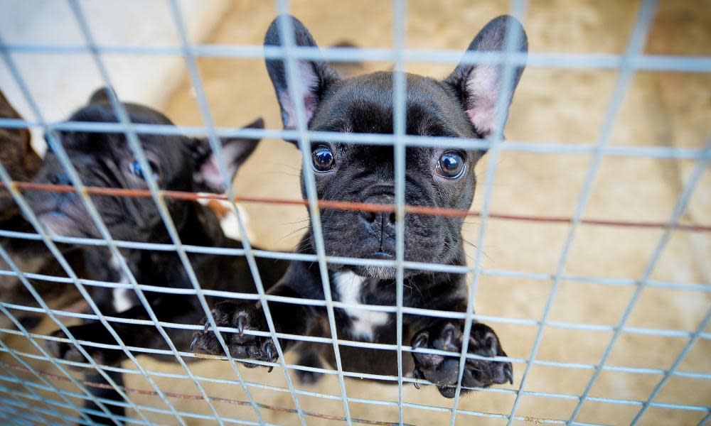 Puppy in cage