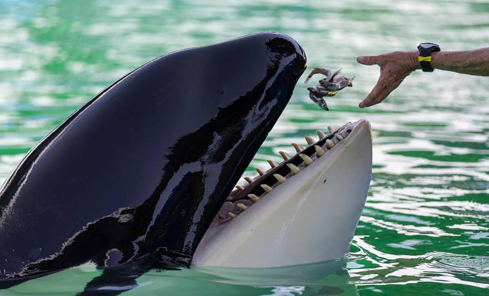 La entrenadora Marcia Henton alimenta a Lolita, la orca asesina, también conocida como Tokitae y Toki, dentro de su tanque en el estadio del Miami Seaquarium el 8 de julio de 2023 en Miami. (Matias J. Ocner/Miami Herald/Tribune News Service via Getty Images)