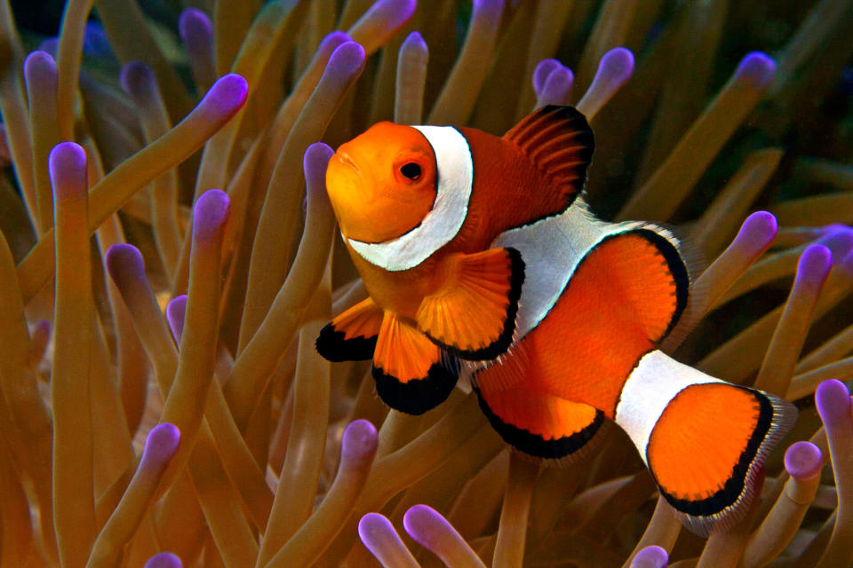 A false clown anemonefish in Malaysia. The colourful fish is found in the Indo-Pacific region (Caters)