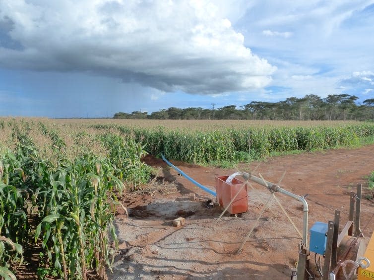 <span class="caption">A maize field irrigated with groundwater in Zambia. This is one of the most popular crops in sub-Saharan Africa and critical to food security across the region.</span> <span class="attribution"><span class="source">Richard Taylor</span>, <span class="license">Author provided</span></span>