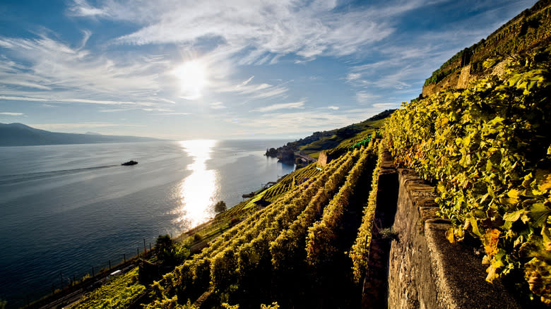 Lavaux Vineyard terraces along Lake Geneva