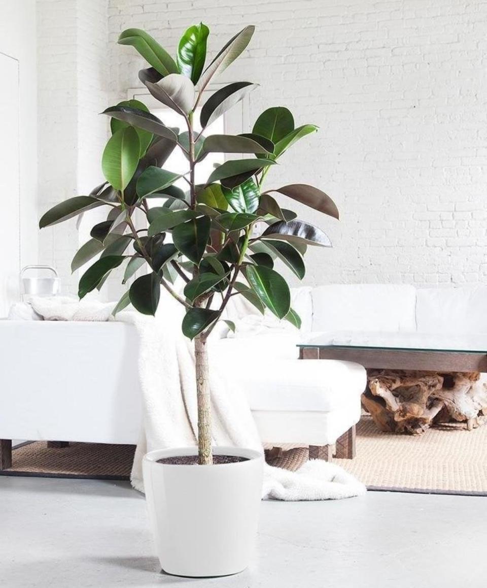 Large rubber tree (Ficus elastica) in modern home