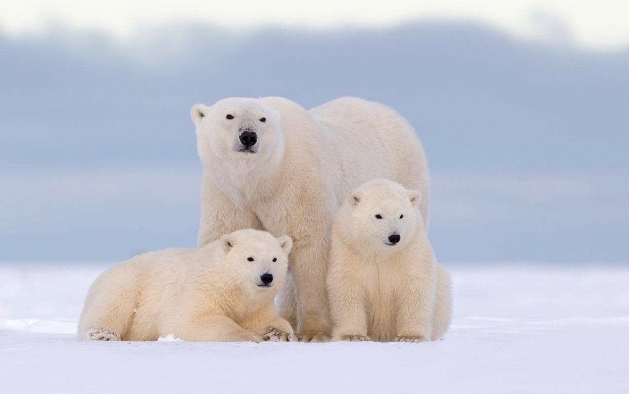 A trio of polar bears in the Arctic National Wildlife Refuge -  Sylvain CORDIER/Gamma-Rapho via Getty Images