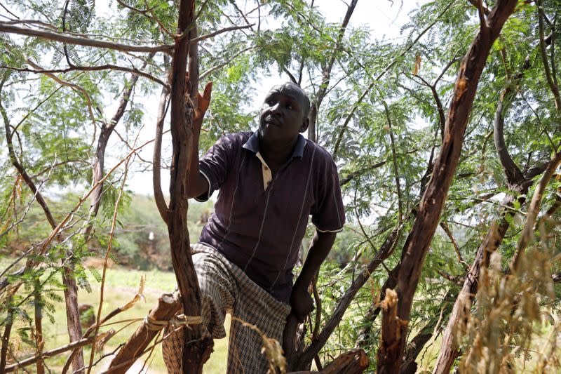 Locust scout Francis Loyete climbs a tree as he searches for desert locusts in the village of Nadooto near the town of Lodwar, Turkana county