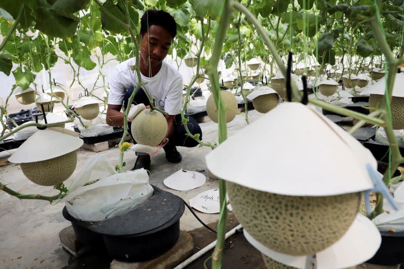 Farmer polishes a Japanese muskmelon with facial pads at Mono Farm in Putrajaya
