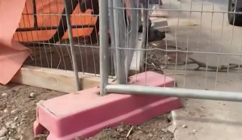 The kangaroo tried digging itself out after construction workers put fencing around him. Source: 7 News