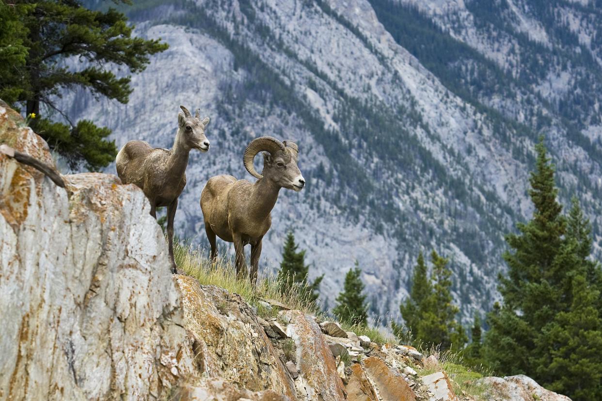 male and female bighorn sheep, Banff National Park, Alberta